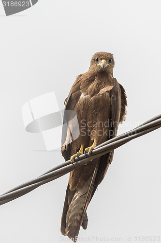 Image of Black Kite aka Amora