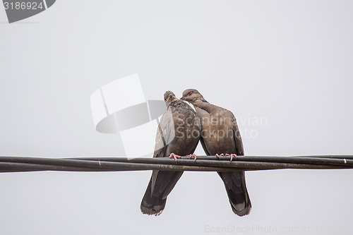 Image of Two Dusky Turtle Doves in Love