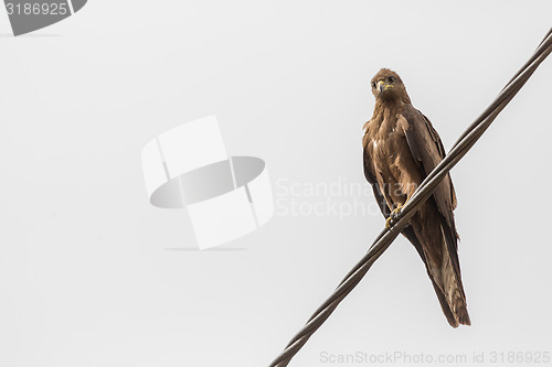 Image of Black Kite aka Amora