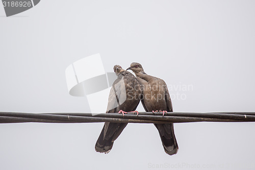 Image of Two Dusky Turtle Doves in Love