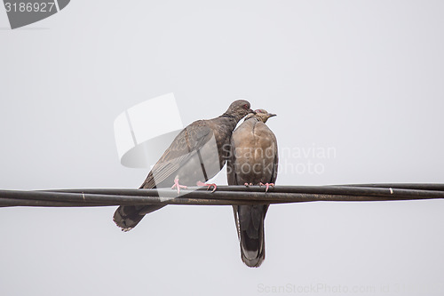 Image of Two Dusky Turtle Doves in Love