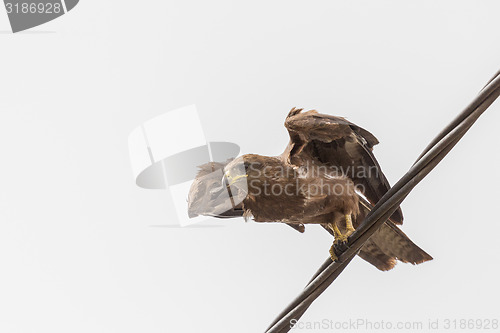 Image of Black Kite aka Amora