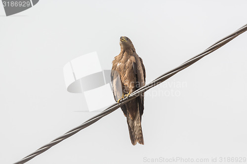 Image of Black Kite aka Amora