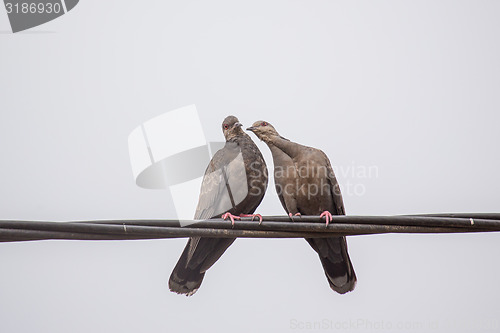 Image of Two Dusky Turtle Doves in Love