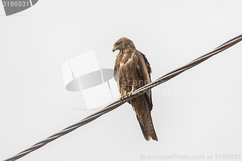 Image of Black Kite aka Amora