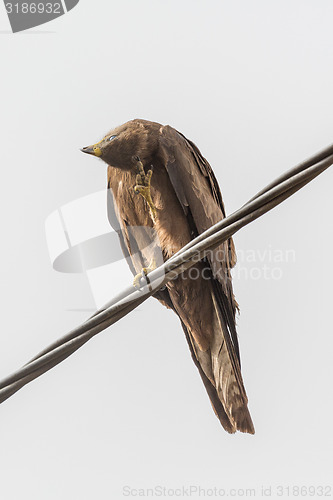 Image of Black Kite aka Amora