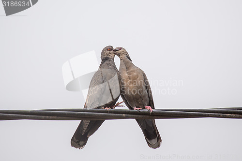 Image of Dusky Turtle Dove Kiss