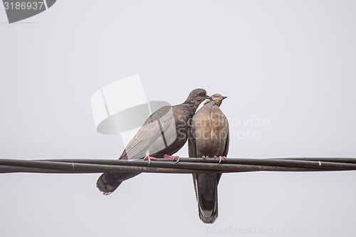 Image of Two Dusky Turtle Doves in Love