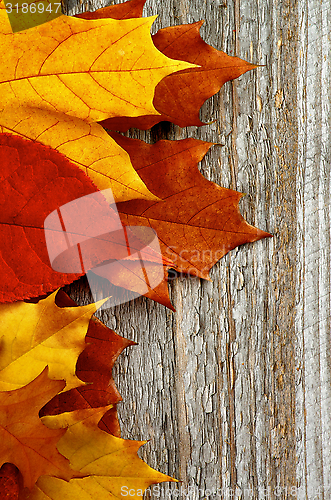 Image of Frame of Autumn Leafs