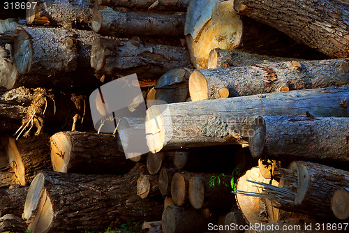 Image of Wood logs