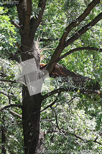 Image of Broken tree