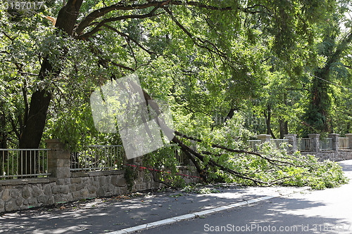 Image of Broken tree branch