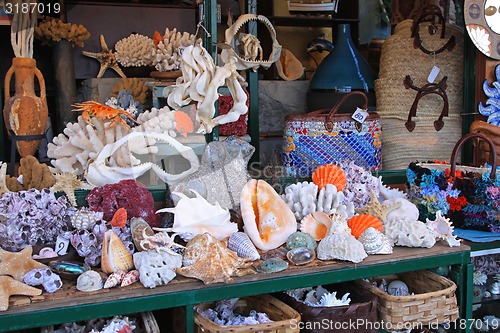 Image of Coral shop