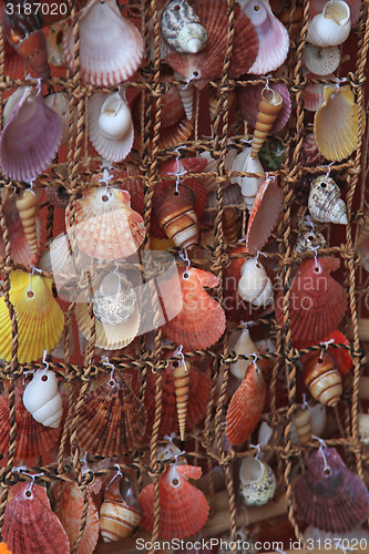 Image of Sea shells