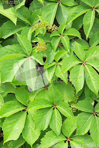 Image of Green plants