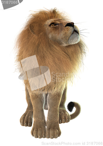 Image of Male Lion