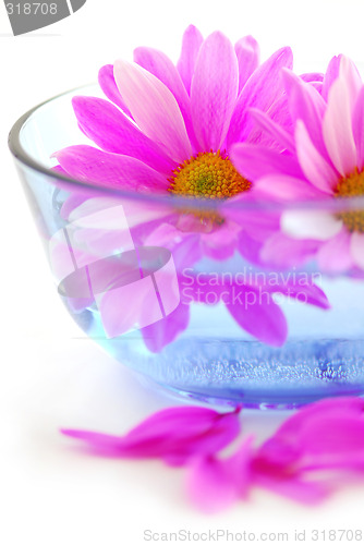 Image of Pink flowers