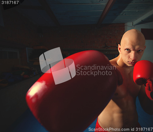 Image of young boxer in red gloves