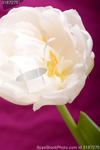 Image of Close up image of white tulip