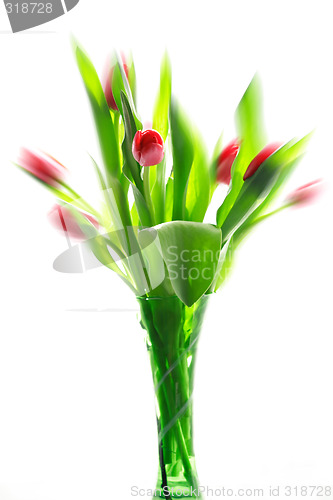 Image of Tulips in vase isolated