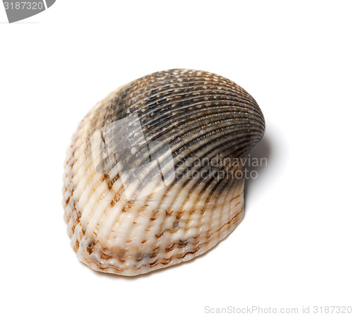 Image of Seashell isolated on white background