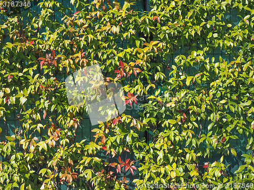 Image of Green leaves