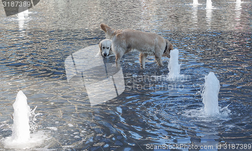 Image of Dogs in water