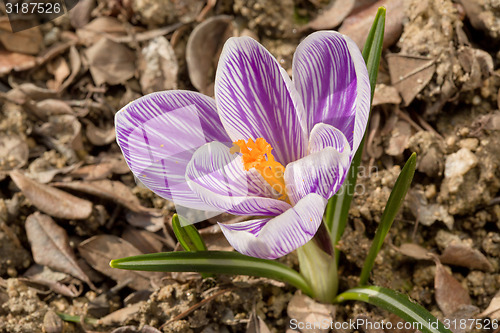 Image of macro of first spring flowers in garden crocus