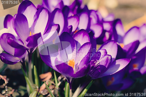 Image of macro of first spring flowers in garden crocus retro