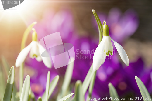 Image of Snowdrop bloom in springtime with sunlight