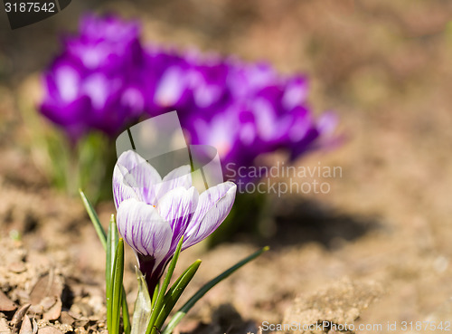 Image of macro of first spring flowers in garden crocus
