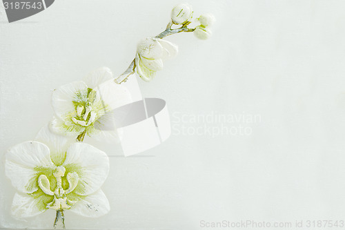 Image of abstract spring background with flowers