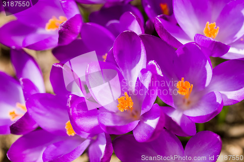 Image of macro of first spring flowers in garden crocus