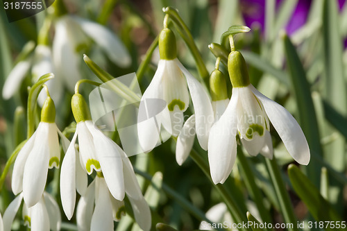 Image of Snowdrop bloom in springtime