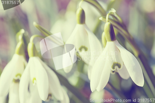 Image of Snowdrop bloom in springtime in abstract colors