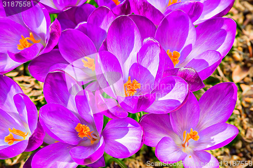 Image of macro of first spring flowers in garden crocus abstract painting effect