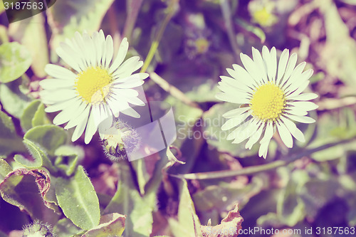 Image of small daisy flower in retro abstract color