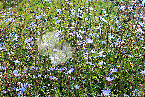 Image of blue flowers of Cichorium