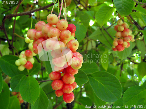 Image of branch of red ripe schizandra