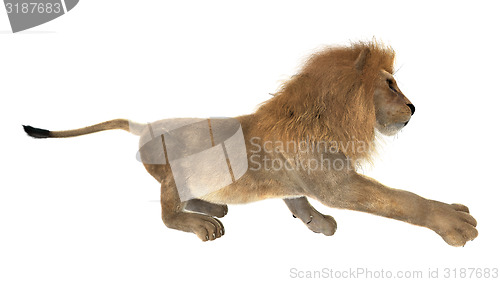 Image of Male Lion