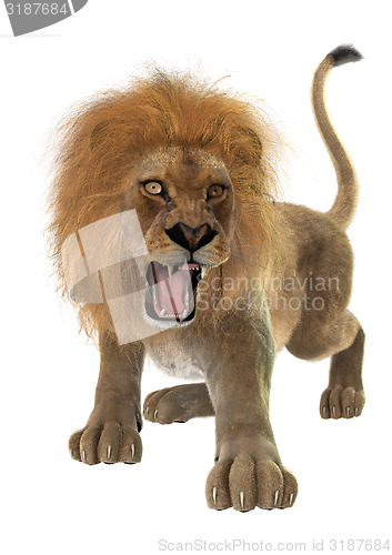 Image of Male Lion