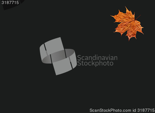 Image of yellow leaf on the black
