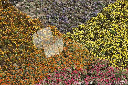 Image of Flower flag