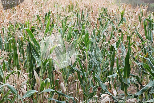 Image of Corn field