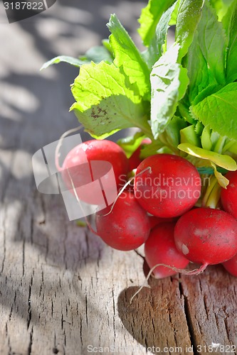 Image of bunch of fresh radish 