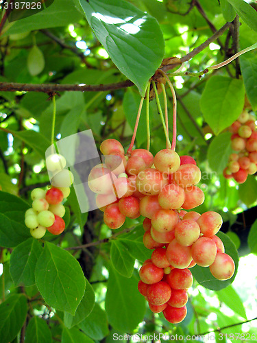 Image of branch of red ripe schizandra