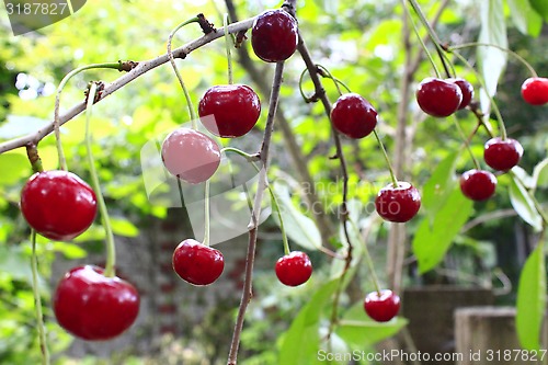 Image of red ripe cherry hanging on the branch