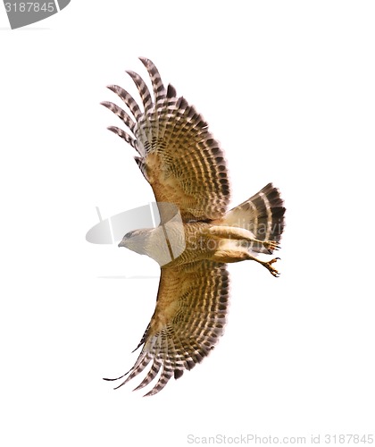 Image of Red Shouldered Hawk