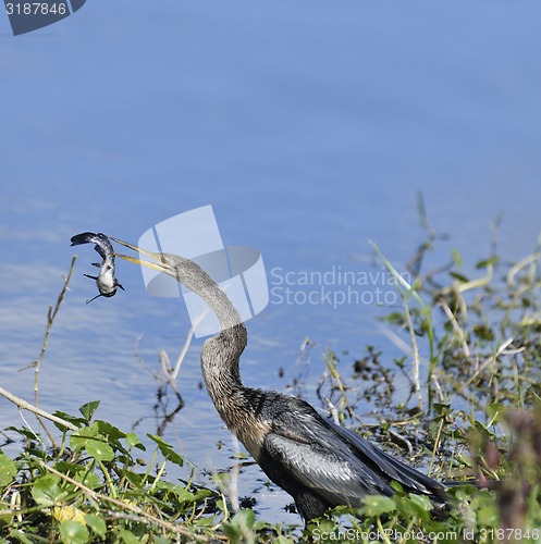 Image of Anhinga Downing A Fish