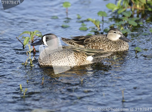 Image of Blue-winged Teal Ducks